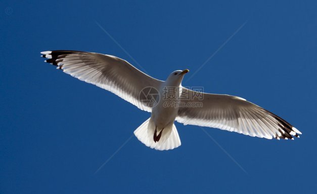 海鸥贷：普惠金融的创新实践与挑战