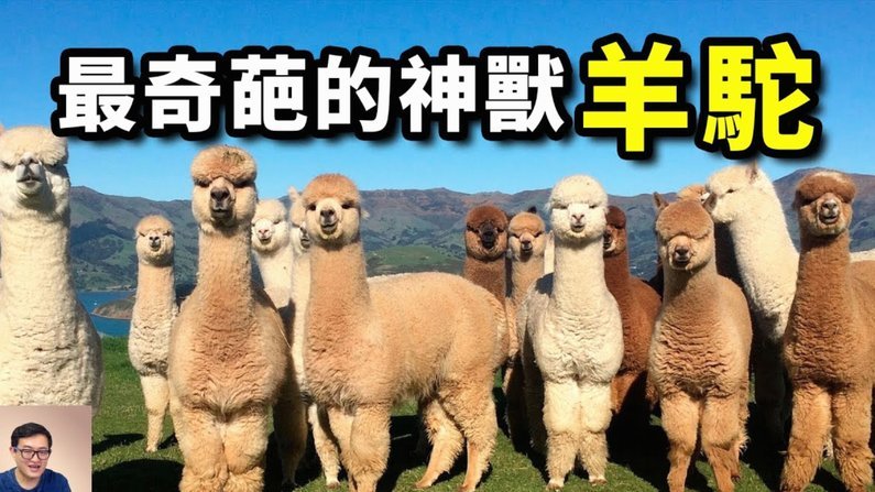 羊小咩额度如何快速获取现金？