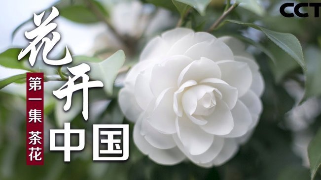 花呗隐藏福利大揭秘