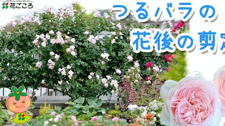 花呗取现平台的多元进化之旅
