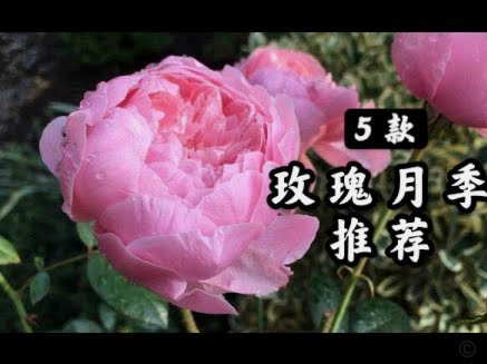 携程“拿花”变味了
