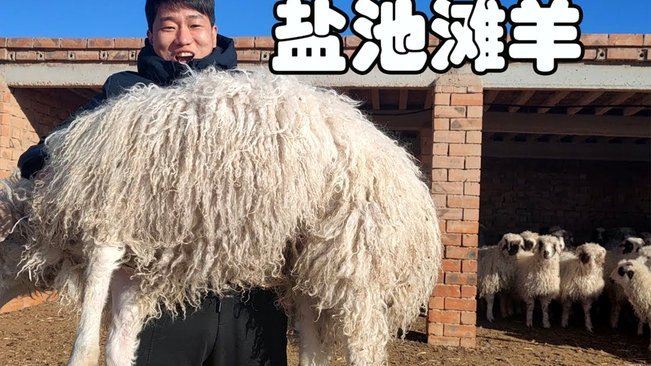 羊小咩额度提升技巧