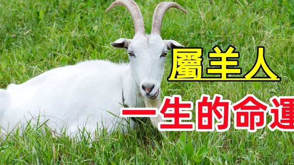 羊小咩额度套现安全可靠吗？