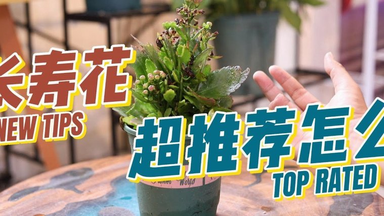 巧用送花背后的策略