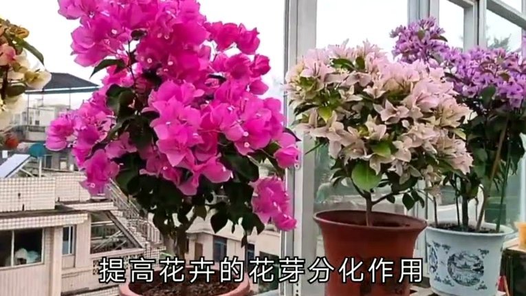 花呗提前还款在哪里