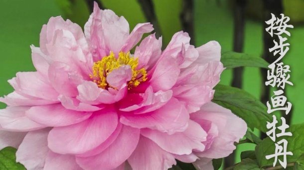 套花呗合法吗
